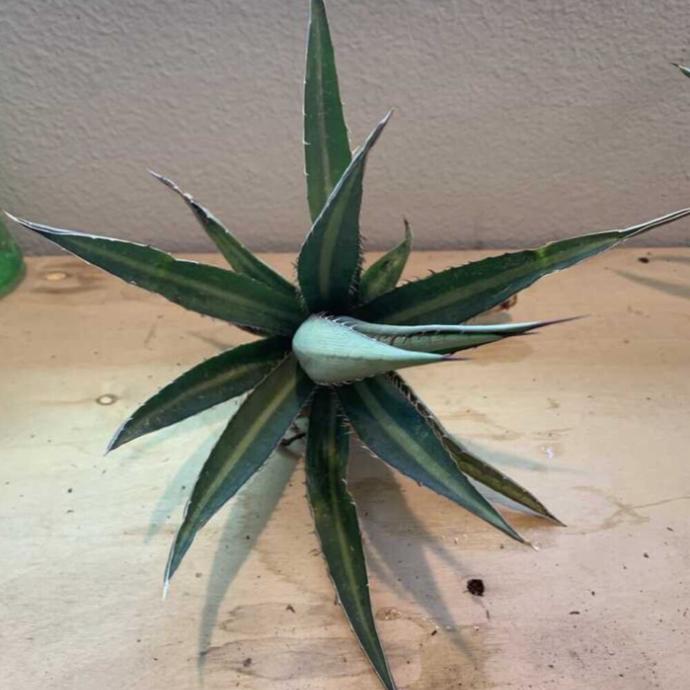 Agave Lopantha